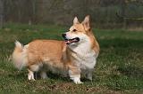 CORGI PEMBROKE 1165
